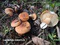 Lactifluus volemus-amf1068